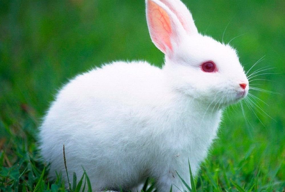 Enfermedades comunes del conejo