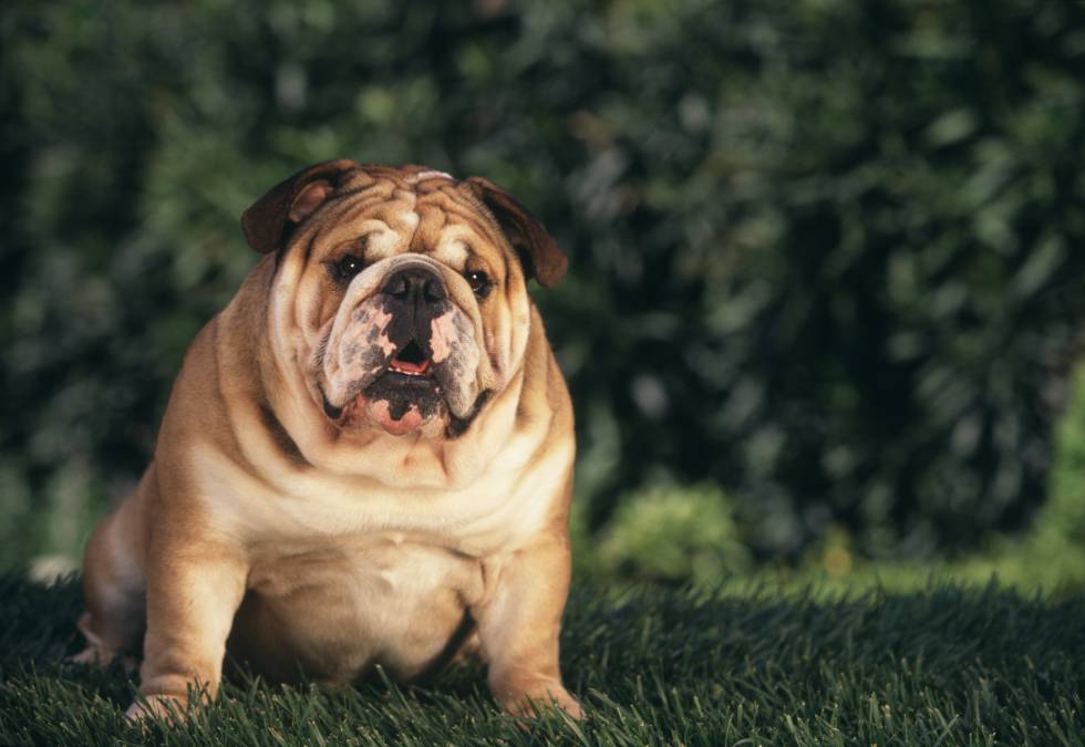 La obesidad en nuestras mascotas